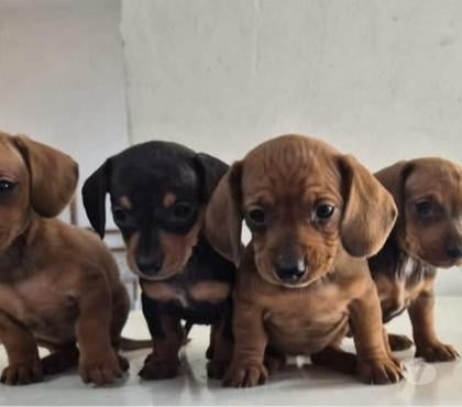 Mascotas en Venta Santiago Santiago - Fotos de Mis pequeños salchichas