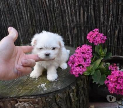 Mascotas en Venta Santiago Santiago - Fotos de Maltés toy enanos