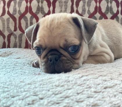Perros en Venta Santiago Santiago - Fotos de Raza pug patitas cortas