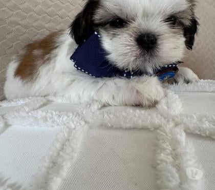 Mascotas en Venta Santiago Santiago - Fotos de Shih tzu cachorritos