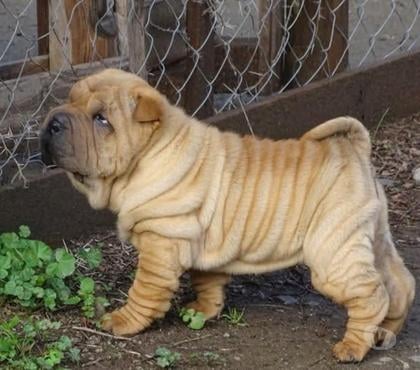 Gatos en Venta Santiago Santiago - Fotos de Cachorros Sharpei