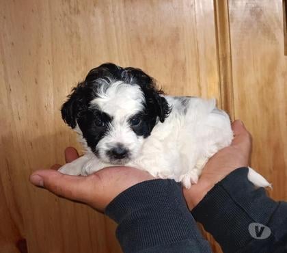 Gatos en Venta La Pintana Santiago - Fotos de Poodles toys arlequín