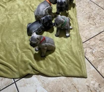 Venta de Mascotas Santiago Santiago - Fotos de Últimos Schnauzer