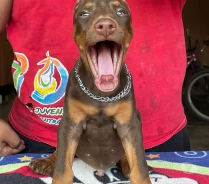 Gatos en Venta Santiago Santiago - Fotos de Doberman americanos