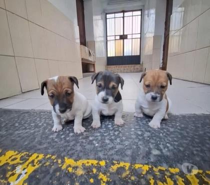 Mascotas en Venta Santiago Santiago - Fotos de imperdibles Jack Russell