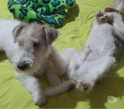 Venta de Mascotas Santiago Santiago - Fotos de Lindos Fox terrier