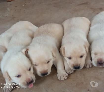 Mascotas en Venta Santiago Santiago - Fotos de Labradores padres ala vista