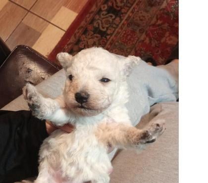 Venta de Mascotas La Pintana Santiago - Fotos de Hola bellos poodle toy macho y hembra