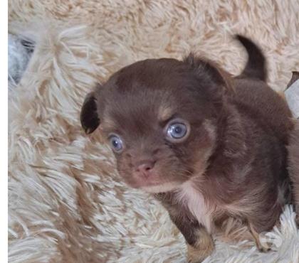 Perros en Venta San Bernardo Maipo - Fotos de Chihuahua macho cabeza de manzana linia pequeña