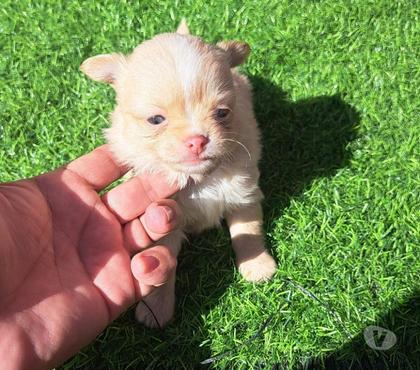 Perros en Venta San Bernardo Maipo - Fotos de Chihuahua macho pelo largo ojos azules