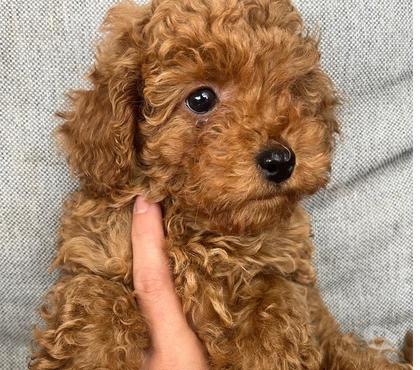 Venta de Mascotas Recoleta Santiago - Fotos de Hermosos Poodle toy hembra y macho