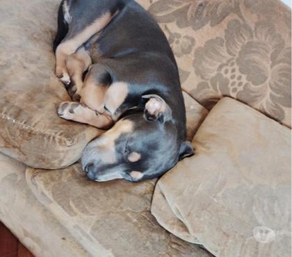 Gatos en Venta San Miguel Santiago - Fotos de Cachorro American Bully