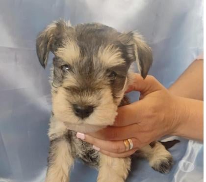 Perros en Venta Curicó Curicó - Fotos de Schnauzer miniatura padres inscritos