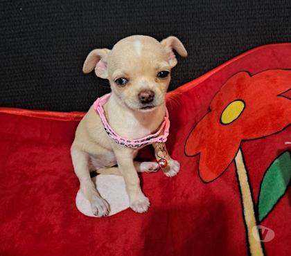 Venta de Mascotas Santiago Santiago - Fotos de Chihuahua Hembra minis pelo corto