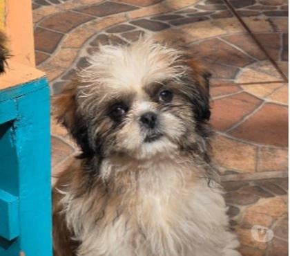 Gatos en Venta Santiago Santiago - Fotos de Shih Tzu Peluches
