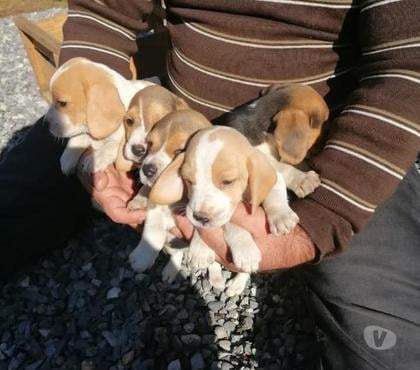 Perros en Venta Concepción Concepción - Fotos de Beagles rebajados