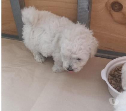 Mascotas en Venta Concepción Concepción - Fotos de Ejemplares poodle toy