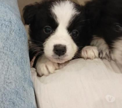 Gatos en Venta Concepción Concepción - Fotos de Border Collie clásicos