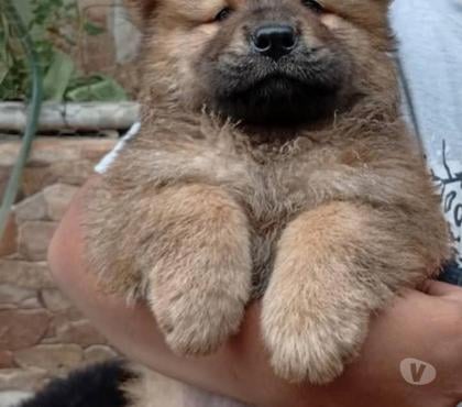 Perros en Venta Concepción Concepción - Fotos de Chow Chow hembras y machos