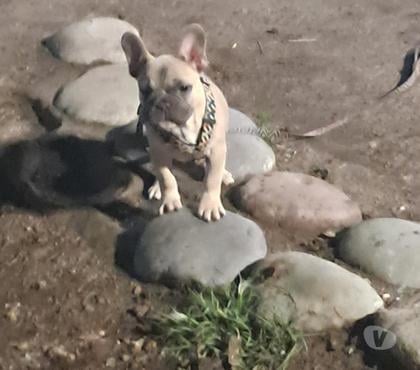 Gatos en Venta Recoleta Santiago - Fotos de Hermoso bull dog frances con carnet de vacunas al dia