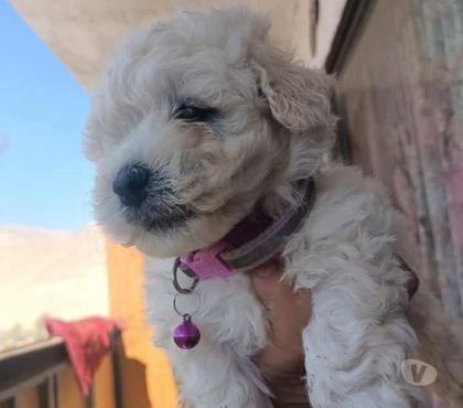 Gatos en Venta Talca Talca - Fotos de Mis poodle toys