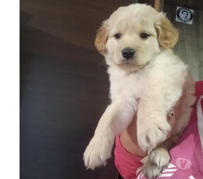 Gatos en Venta Independencia Santiago - Fotos de Golden retriver desparacitados