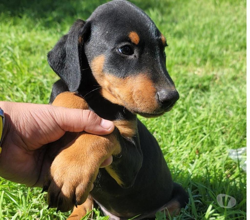 Gatos en Venta Melipilla Melipilla - Fotos de Cachorros Doberman