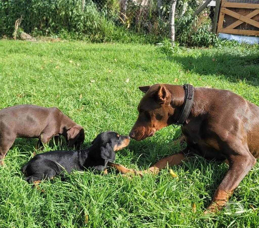 Gatos en Venta Melipilla Melipilla - Fotos de Cachorros Doberman