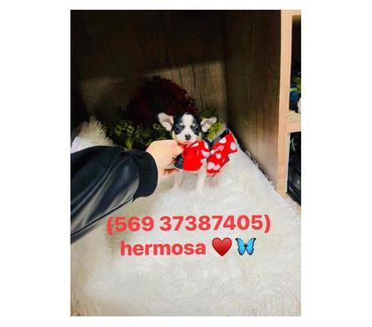 Mascotas en Venta La Cisterna Santiago - Fotos de Hermosa hembra chihuahua