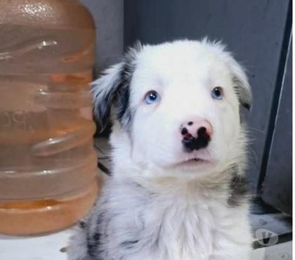 Venta de Mascotas Santiago Santiago - Fotos de Broder Collie blue Merle