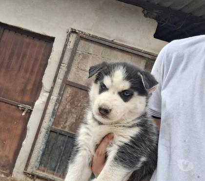 Gatos en Venta Santiago Santiago - Fotos de Husky siberiano padres ala vista