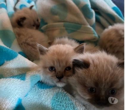 Mascotas en Venta Puerto Montt Llanquihue - Fotos de Gatitos Himalayos de 1 mes