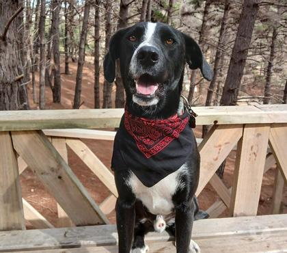 Adopción de Perros Colina Chacabuco - Fotos de MILO EN ADOPCIÓN