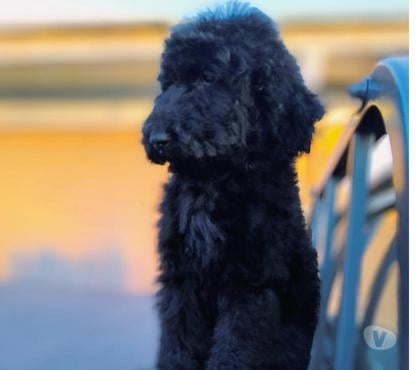 Gatos en Venta La Florida Santiago - Fotos de Cachorras Poodle Standar o Caniche Gigante