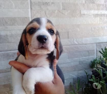 Venta de Mascotas Antofagasta Antofagasta - Fotos de Beagles buscan nuevo hogar