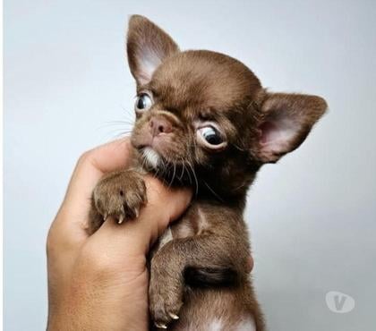 Mascotas en Venta Antofagasta Antofagasta - Fotos de Mis chihuahuas minis
