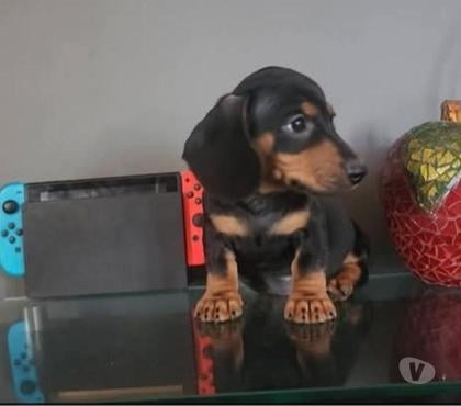 Mascotas en Venta Antofagasta Antofagasta - Fotos de Salchichas pelito corto