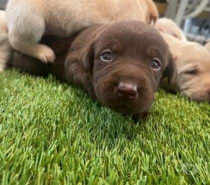 Venta de Mascotas Antofagasta Antofagasta - Fotos de Cachorros de raza labrador