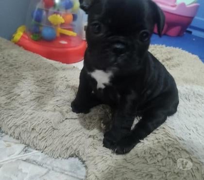 Perros en Venta Antofagasta Antofagasta - Fotos de Bulldog frances hembras y machos