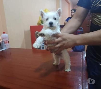 Venta de Mascotas Osorno Osorno - Fotos de West Highland bellos