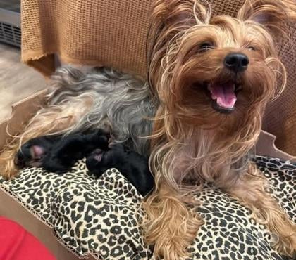 Mascotas en Venta Osorno Osorno - Fotos de Yorkshire Terrier bellos