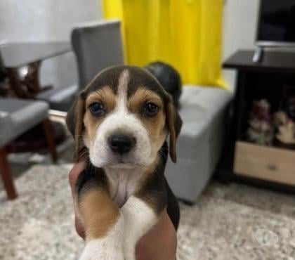 Perros en Venta Osorno Osorno - Fotos de Lleva tu cachorros beagle