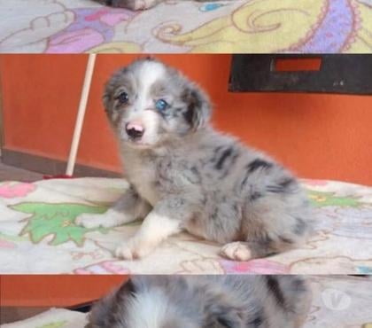 Gatos en Venta Osorno Osorno - Fotos de Border Collie bellos