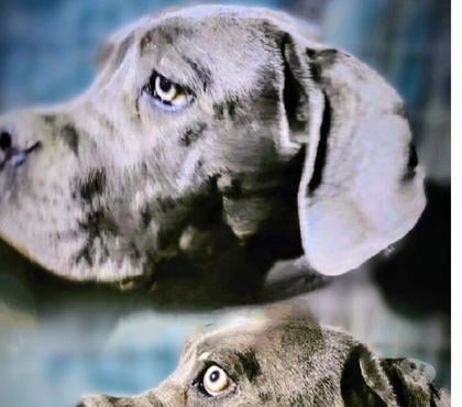 Perros en Venta La Florida Santiago - Fotos de Cachorros Cane Corso