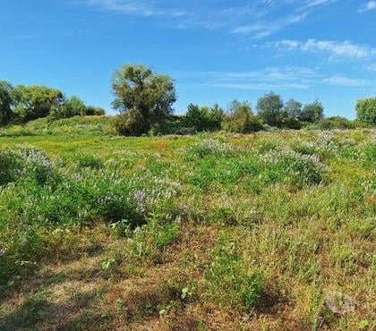 Terrenos en Venta Maule Talca - Fotos de VENDO PARCELA DE 1,5 HECTAREAS EN MAULE