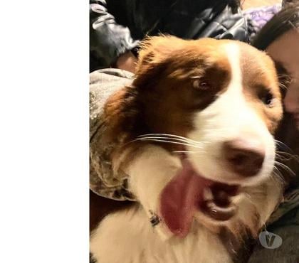 Venta de Mascotas Concón Valparaíso - Fotos de Border Collie café