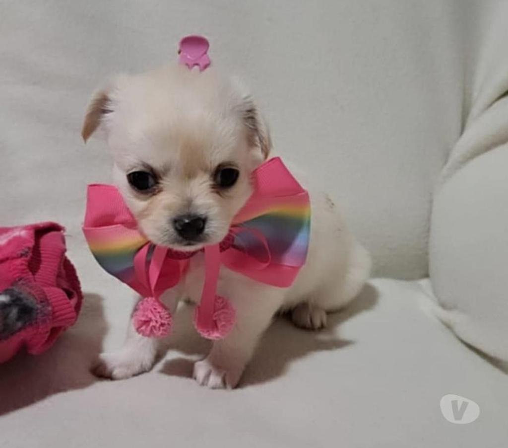 Gatos en Venta Maipo San Bernardo - Fotos de Chihuahua Hembra