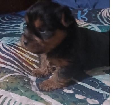 Perros en Venta Temuco Cautín - Fotos de Hermoso cachorrito Yorkshire