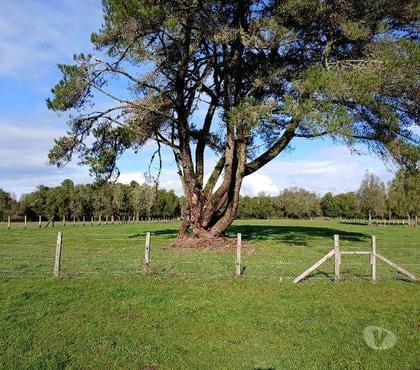 Venta de Fundos Lanco Valdivia - Fotos de Parcela 1 hectárea en Lanco.