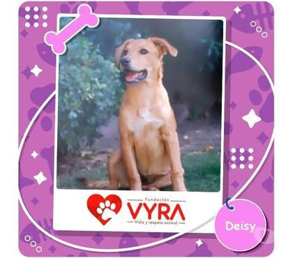 Mascotas Adopción La Reina Santiago - Fotos de Deisy busca un hogar